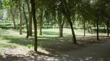 Yumuşak bokeh ve odaklanmış ağaç siluetleri ile bulanık park sahnesi, açık hava; arka plan arka plan telif alanı sakin.