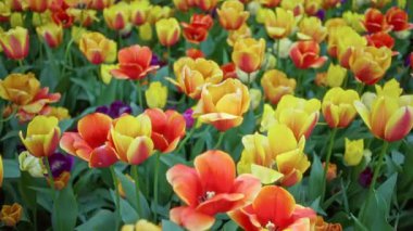 Çiçek açmış canlı laleler kırmızı ve sarı taç yapraklarını sergileyerek Hollanda 'daki açık hava bahçesinde renkli ve canlı bir manzara yaratıyorlar..