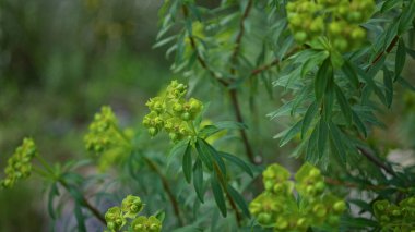 Akdeniz 'in yemyeşil yapraklarını gösteren açık hava mallorkasında yeşil kümeler bulunan coşkulu öforbilerin yakın görüntüsü