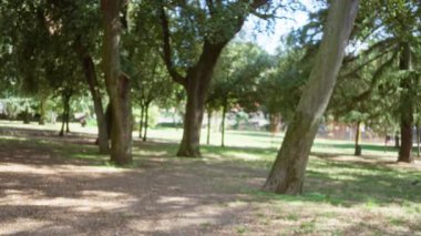 Yumuşak bokeh ve sığ odaklı bulanık park sahnesi ağaç gövdeleri ve odak çimenli zemin dışında; arkaplan arka plan telif alanı.