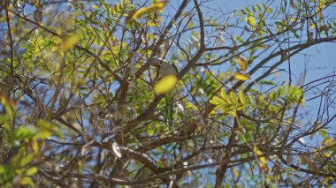 Güneşli bir günde, açık mavi gökyüzünün altında yemyeşil dalların arasına tünemiş papağan canlı yapraklar ve parlak bir atmosferle doğal yaşam ortamını resmediyor..