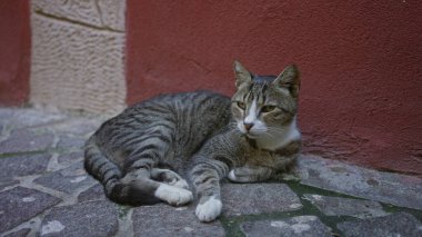 Kırmızı bir binanın yanındaki kaldırım taşı sokakta uzanan tekir kedi, beyaz pençeler taşların üzerinde gevşemiş, baş döndü ve görünmeyen bir sokağa doğru bakıyor;.
