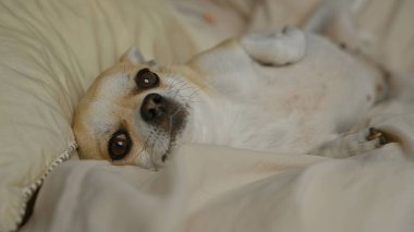 Chihuahua köpeği evdeki bir yatakta rahatça dinleniyor, sakin ve rahat bir atmosfer sergiliyor, evcil hayvan rahatlığını ve ev hayatını tasvir etmek için mükemmel..