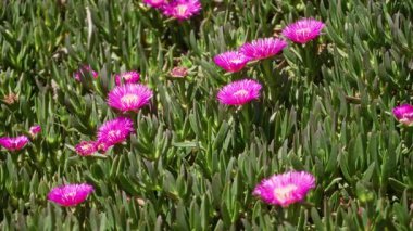 Torrevieja 'da güneşli gökyüzünün altında canlı pembe buz bitkileri açar. İspanya, yemyeşil yapraklarla doğanın güzelliğini gözler önüne serer..