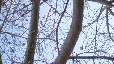 Dikenli Ceiba ağacı dalları açık bir güneşli gökyüzüne karşı Torrevieja 'da, İspanya' da, benzersiz dokular ve doğal güzellikler sergileniyor..