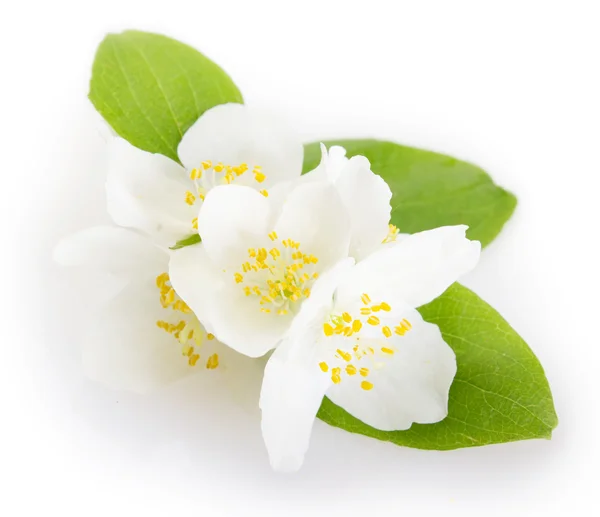 Jasmine — Stock Photo, Image