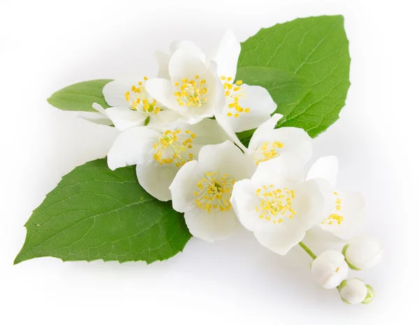 Jasmine — Stock Photo, Image