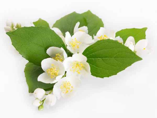 Jasmine on white — Stock Photo, Image