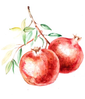 Botanical illustration pomegranate watercolor illustration