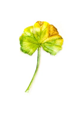 yaprak yeşil bitkiler