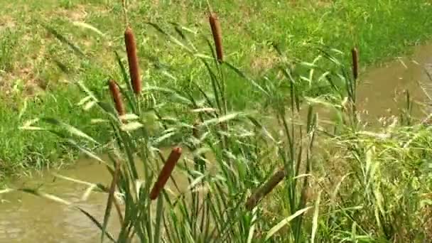 Des cannes vertes dans le vent près d'un torrent 