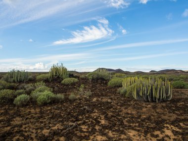 Doğa rezerv Malpais de Rasca