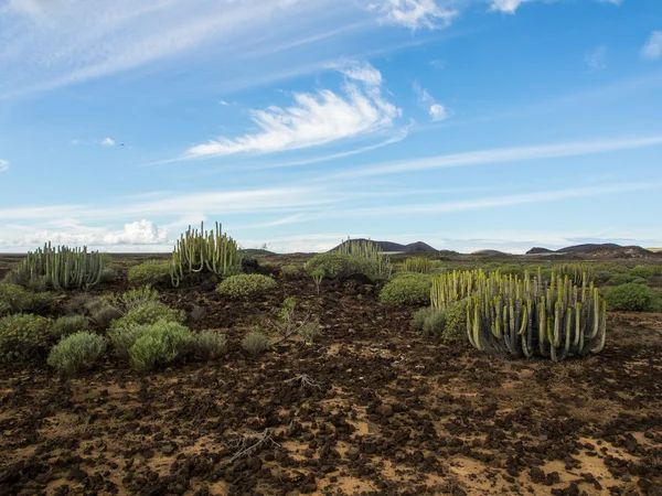 Nature Reserve av Malpais de Rasca — Stockfoto