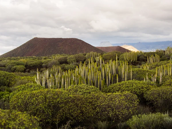 Doğa rezerv Malpais de Rasca