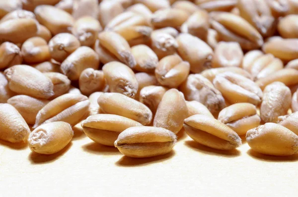 Cereali di grano da vicino — Foto Stock