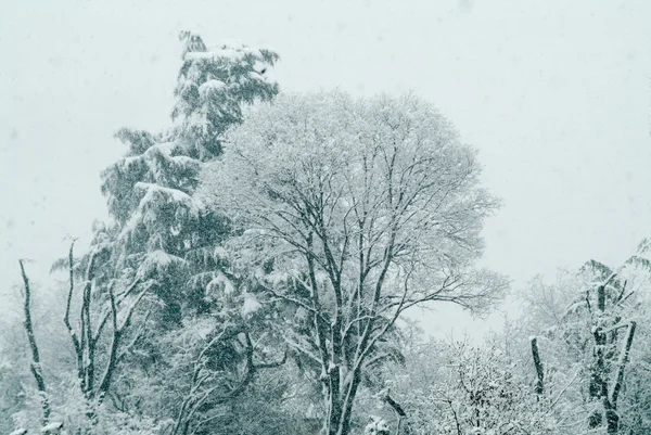 Vintern, träd under snö — Stockfoto