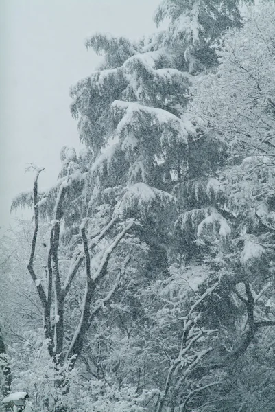 Χειμώνα, δέντρα κάτω από το χιόνι — Φωτογραφία Αρχείου