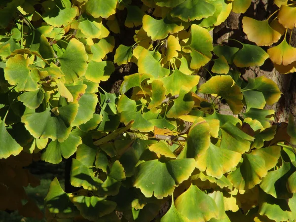 Ginkgo Biloba Branch Leaves Autumn — Stock Photo, Image