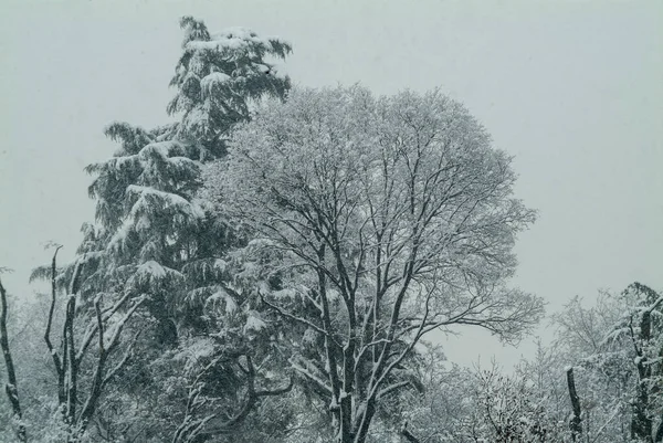 Estação Inverno Paisagem Com Árvores Abaixo Uma Queda Neve Imagem — Fotografia de Stock