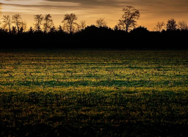 Bir Tarlada Günbatımı Kış Mevsimi Işık Gölge Arka Planda Ağaçların — Stok fotoğraf
