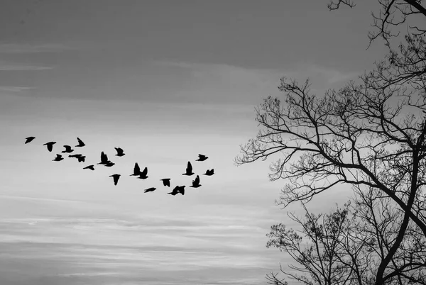 Flock Fåglar Vinter Solnedgång Med Träd Höger Sida Svart Och — Stockfoto