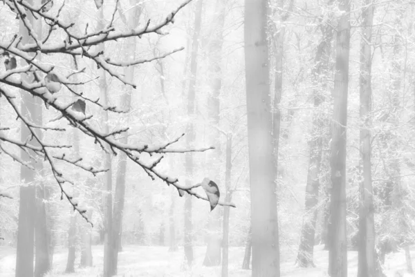 Wintersaison Bäume Einem Nebligen Tag Mit Einem Verschneiten Ast Vordergrund — Stockfoto