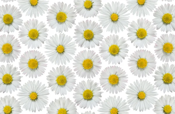 Isolated little daisies texture background