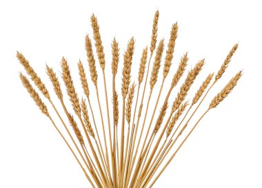 Buğday kulakları beyaz üzerine