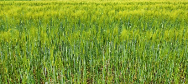 Campo Trigo Foto Panorámica Fondo Natural — Foto de Stock