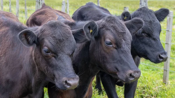 Groep Jonge Runderen Die Grazen Landbouwgrond — Stockfoto