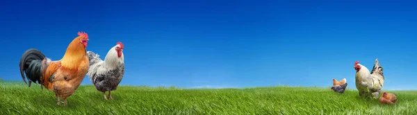 Galinhas Fazenda Aves Capoeira Grama Verde Fundo Céu Azul — Fotografia de Stock