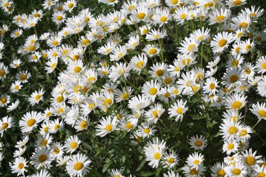 papatya çiçekleri arka plan