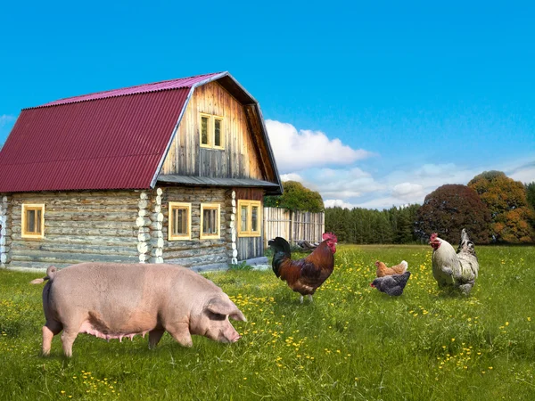 Farm animals pig and chickens — Stock Photo, Image