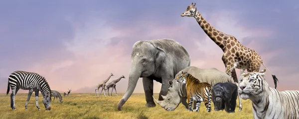Savanna animali selvatici collage — Foto Stock