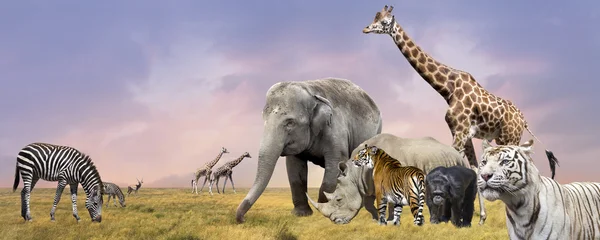 Savana vahşi hayvanlar kolaj