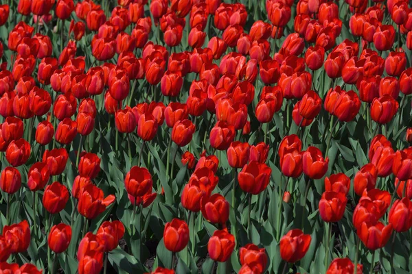 Tulipány pozadí — Stock fotografie