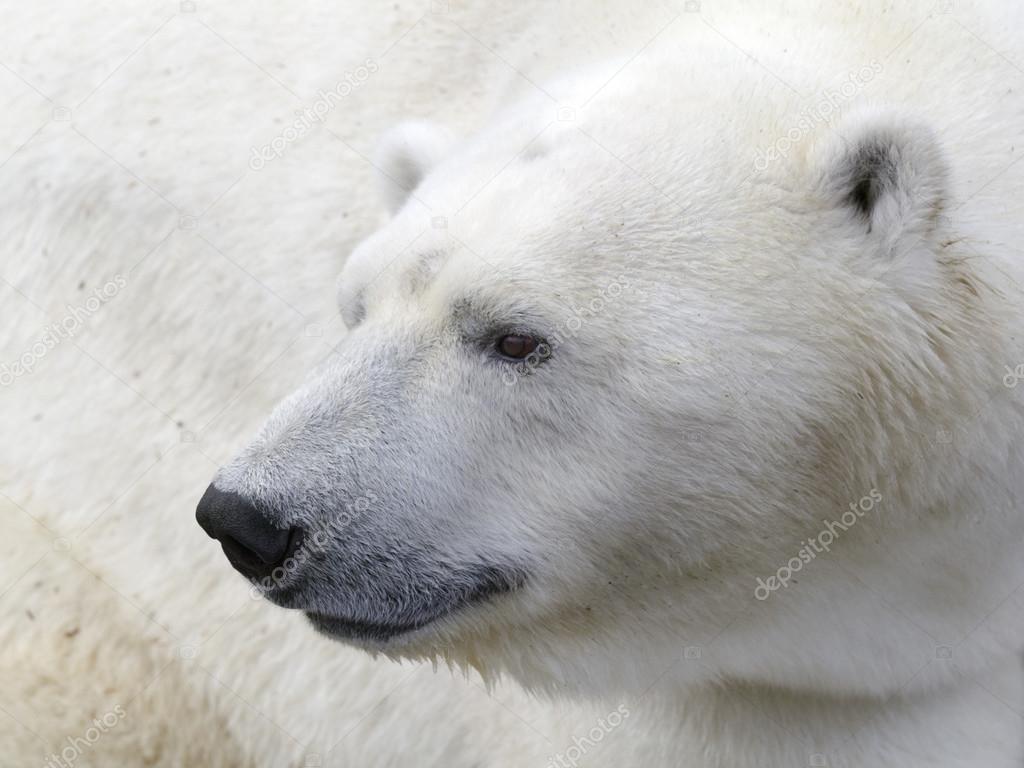 polar bear head stock photo natam 73567953
