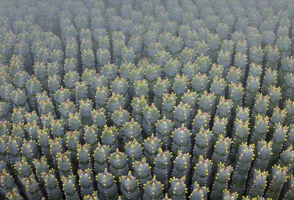 Cactus specie närbild — Stockfoto