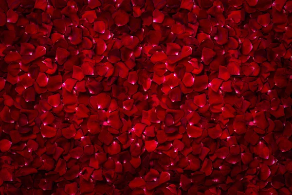 Fondo de rosa roja hermosa — Foto de Stock