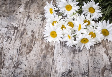 taze papatya çiçeği