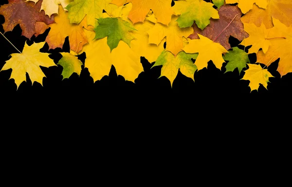 Autumn leafs against black background — Stock Photo, Image