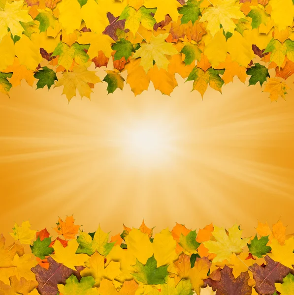 Autumn background with leaves — Stock Photo, Image