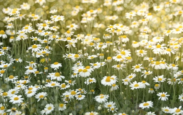 Дикі квіти ромашки на полі — стокове фото