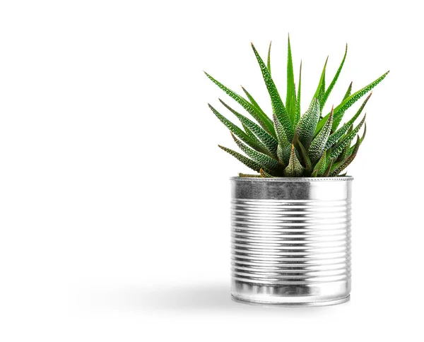 Small Plant Pot Succulents Cactus Isolated White Background Front View — Stock Photo, Image