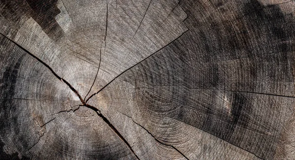 Alte Eiche Holz Ringe Textur Bild Hintergrund — Stockfoto