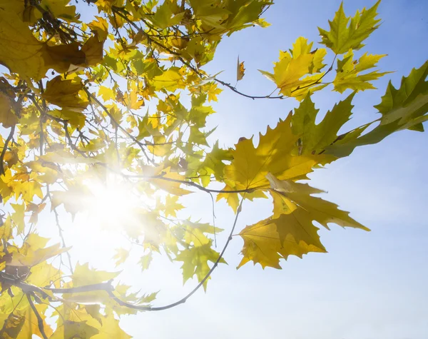 Hojas de otoño — Foto de Stock