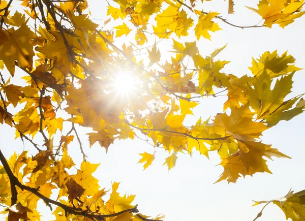 Hojas de otoño — Foto de Stock