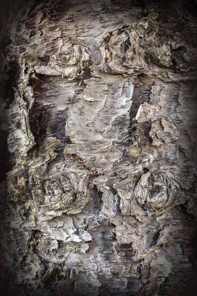 Alter Baum — Stockfoto