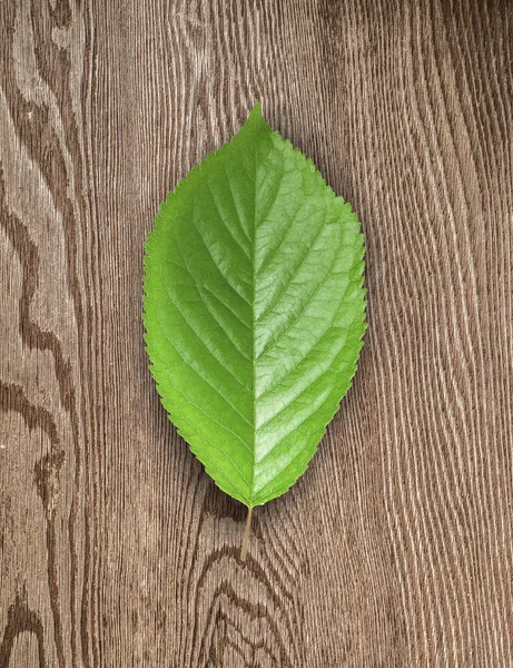 Feuille verte et planche en bois . — Photo