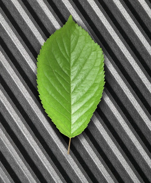 Green leaf — Stock Photo, Image